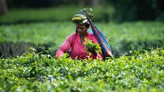 13 Interesting Facts About Assam