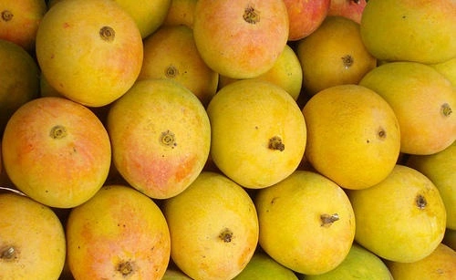 Top 10 Most Famous Mango Varieties in India