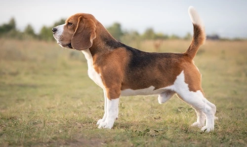 Beagle