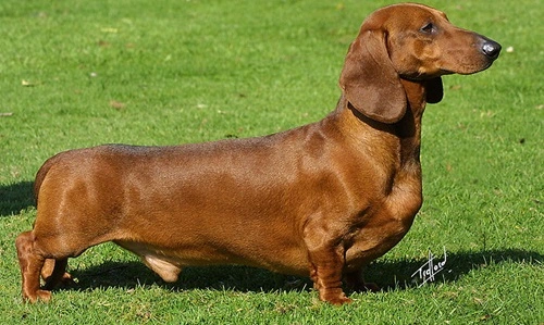 Dachshund
