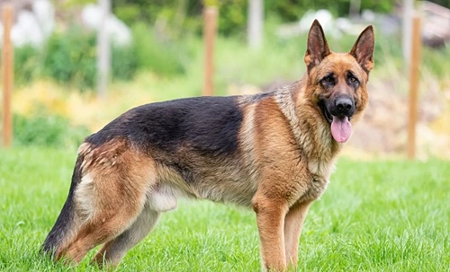 German Shepherd