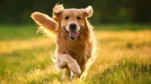 Golden Retriever