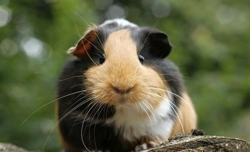 Guinea Pigs