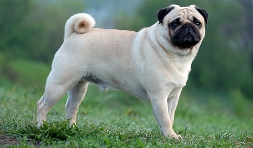 Pug
