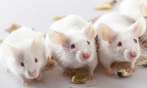 15 Fun Facts About Rats