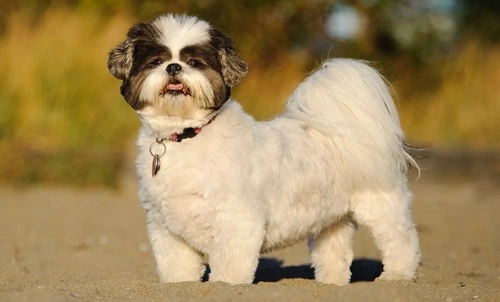 Shih Tzu