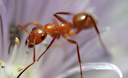 Top 10 Most Common Insects In India
