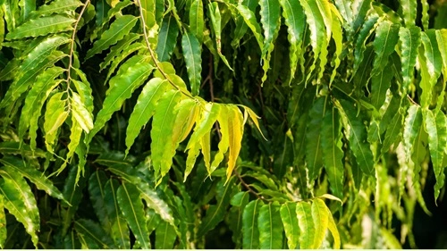 Ashoka Tree