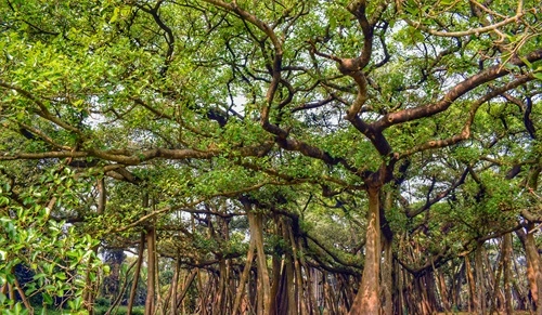 Banyan