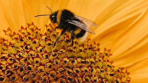 Bees