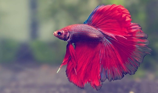 Betta Fish