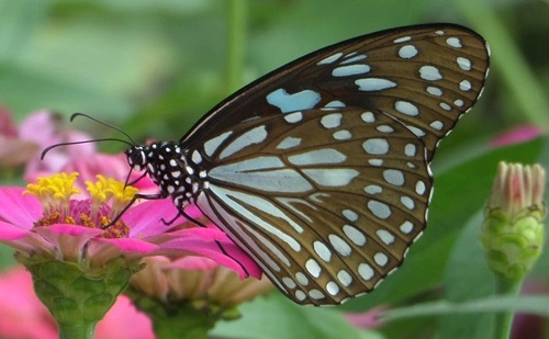 Blue Tiger