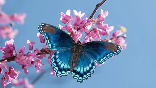 Butterflies