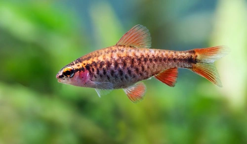 Cherry Barbs