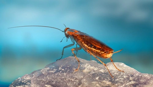 Cockroaches