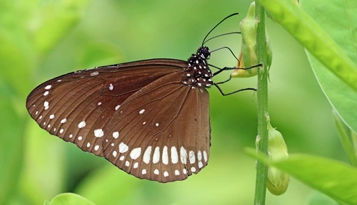 Common Crow