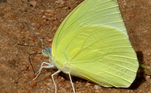 Common Emigrant