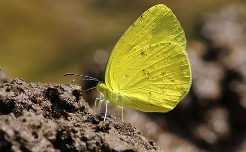 Common Grass Yellow
