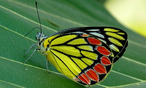 Common Jezebel