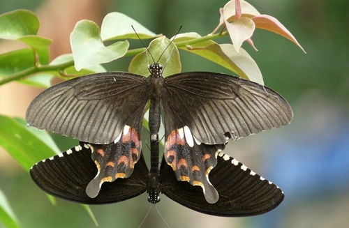 Common Mormon