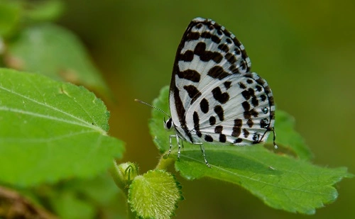 Common Pierrot