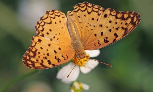 Common leopard butterfly