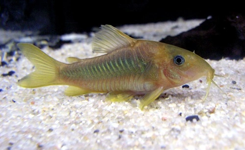 Corydoras