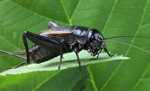 Crickets