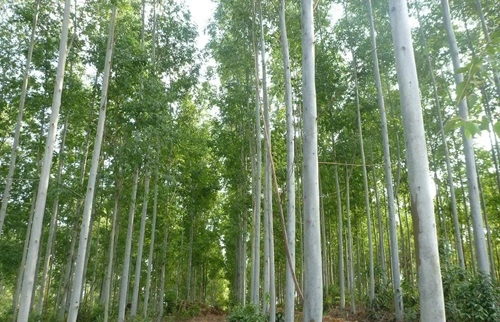 Eucalyptus