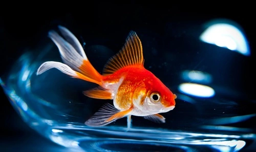 Goldfish