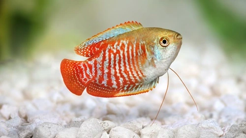 Gouramis