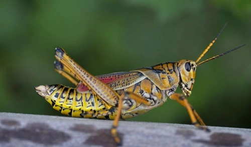 Grasshoppers