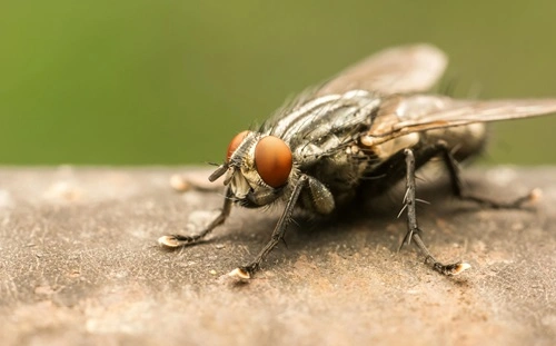 Houseflies