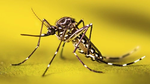 Mosquitoes
