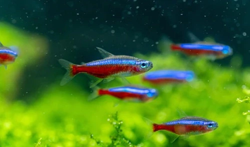 Neon Tetras