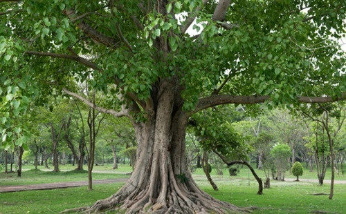 Peepal
