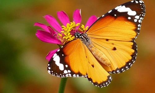 Plain Tiger