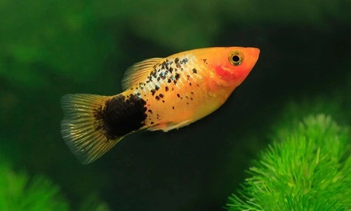 Platies