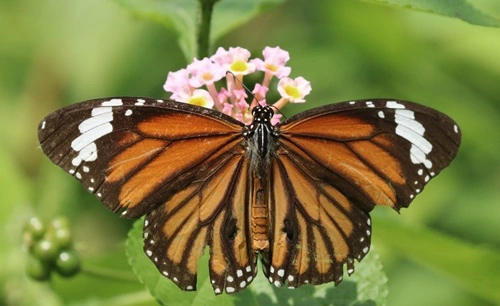 Striped Tiger