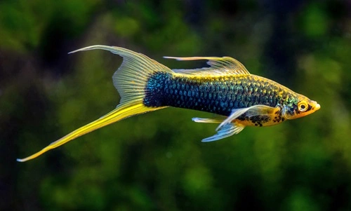 Swordtails