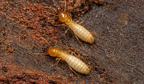 Termites