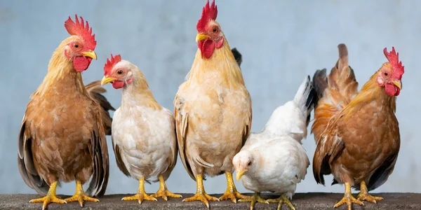 Chickens
