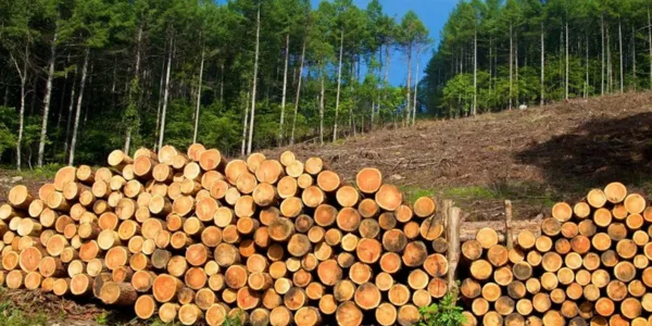 Timber