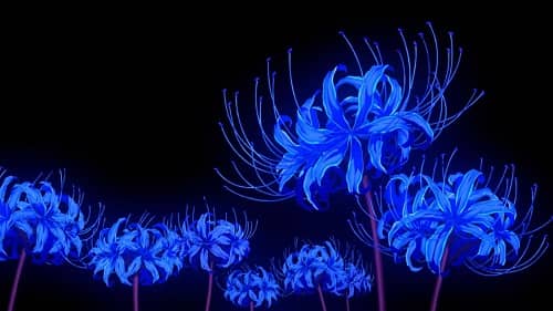 Is the Blue Spider Lily Real?