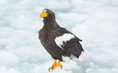 Jayhawk a Real Bird